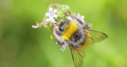 Bumblebee Collecting Nectar from a Flower