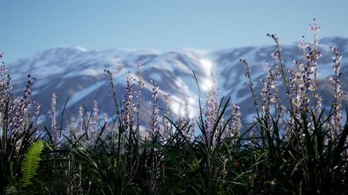 Lavender Field with Blue Sky and Mountain Cover with Snow