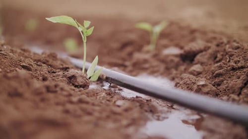Tropfbewässerung auf den Feldern und im Garten