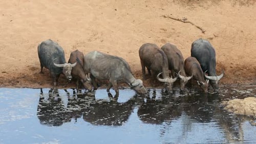 Búfalos africanos bebiendo en un pozo de agua, Parque Nacional Kruger