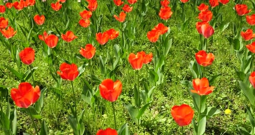 Blooming Red Tulips Swaying in a Spring Field