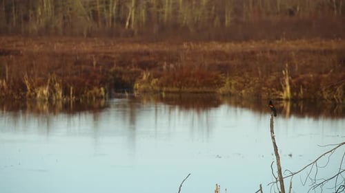 Majestätischer seltener rotgefleckter schwarzer Vogel im Vogelschutzgebiet zur Goldenen Stunde 4k 60p