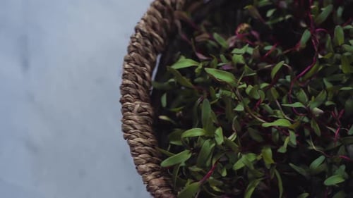 Micropousses de radis avec tiges violettes et feuilles vertes dans le panier