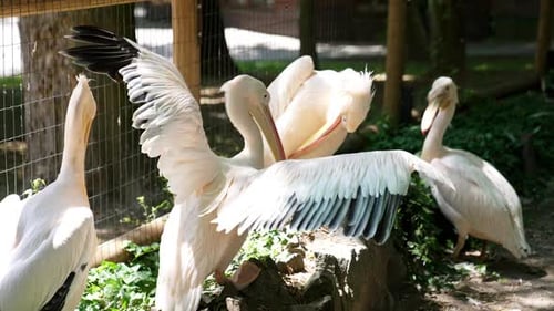 Pelicans bask in sunlit greens.