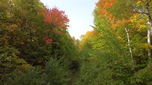 Vue aérienne par drone de la forêt d'automne volant le long d'un sentier forestier.