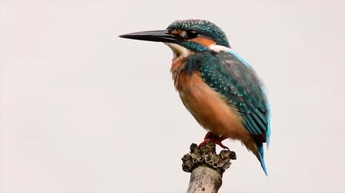 This Common Kingfisher was so friendly that it allowed me to come very close as I took this footage;