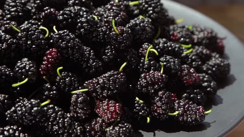 Morera en un tazón, cosecha de moras en verano, fruta, fondo alimenticio