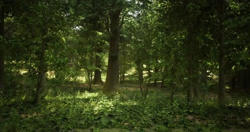 La lumière du soleil tachetée illumine une forêt verte sereine en début d'après-midi