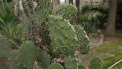 Opuntia littoralis, salvaje y ancha, con espinas a modo de armadura en cada lado