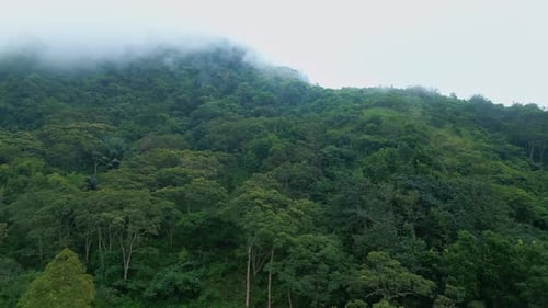 Aerial View on Forest Nature and Green Wood Trees in Fog Landscape of Mountains