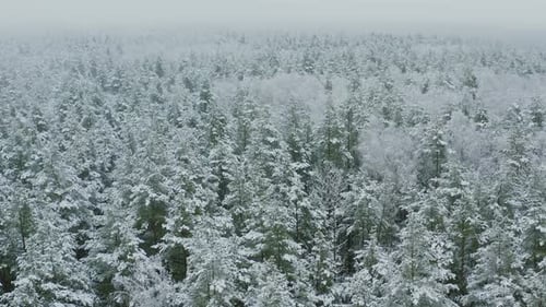 Beautiful Snowy White Forest In Winter Frosty Day