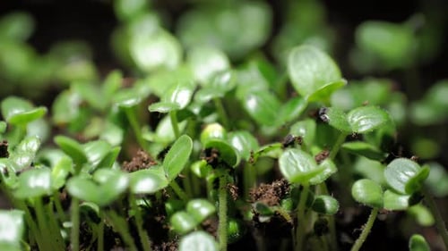 Macro shot of seeds growing into a small plants with fresh green leaves over time.