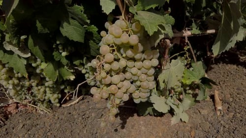 Close Up Of A Bunch Of Green Grapes Hanging On Vine At The Vineyard For Winemaking. high angle