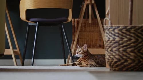 Bengal Cat Relaxing Under Desk Indoors