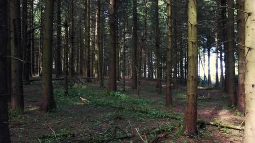 Camera hovers slowly through dark forest – 4k