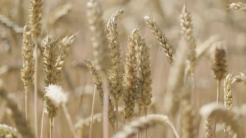 Grain field with brown grain stalks for harvesting
