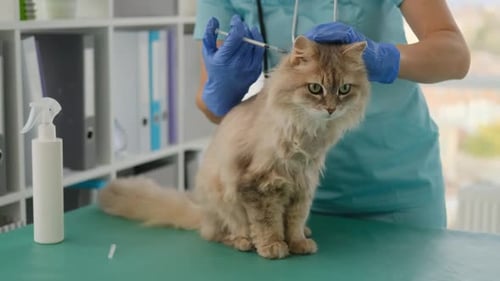 Cat Receiving Vaccine Injection in Veterinary Clinic