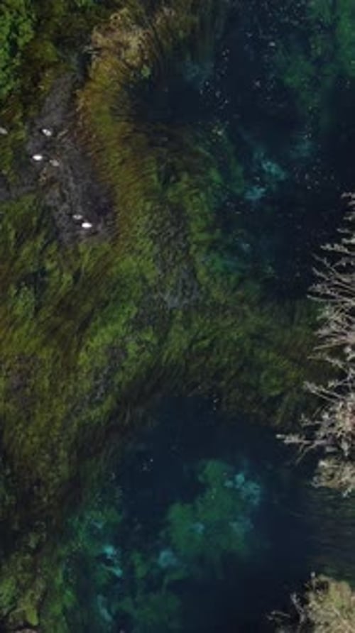 Aquatic Habitat In The River