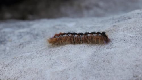 Eine bunte haarige orangefarbene Raupe kriecht aus nächster Nähe über einen Felsen
