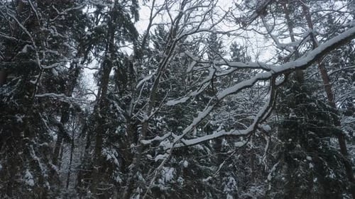 Winter forest tree tops.
