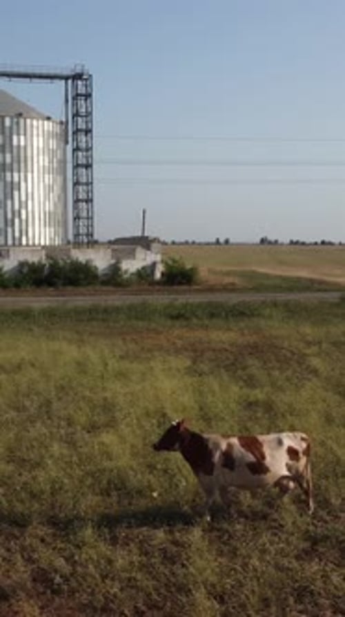 Getreide Elevator Metall Getreidesilo in der landwirtschaftlichen Zone Landwirtschaft Lager für Ernte und Getreide in