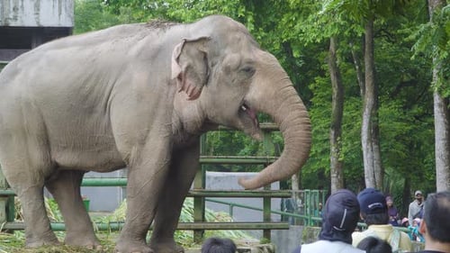 Elephant Eating at the Zoo with Onlookers