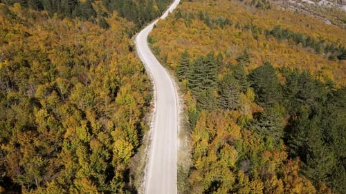 Straße im Herbstwald