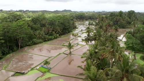 Drone view of flooded rice fields during rainy monsoon season in Bali, Indonesia