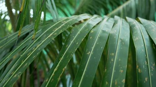 Fronds of areca palm plant Dypsis lutescens kentia palm spotting discoloration on its leaves