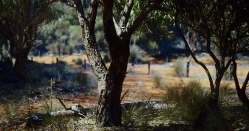 Sunlit Bushland Scene with Eucalyptus Trees