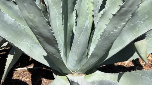 Un gros plan d'une plante d'agave mettant magnifiquement en valeur sa structure unique et ses teintes vertes éclatantes