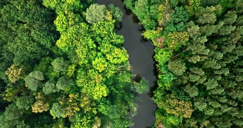 River and green forests in summer. Aerial view of Poland