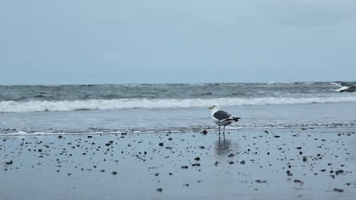 Seagull Standing on a Wet Sandy Beach