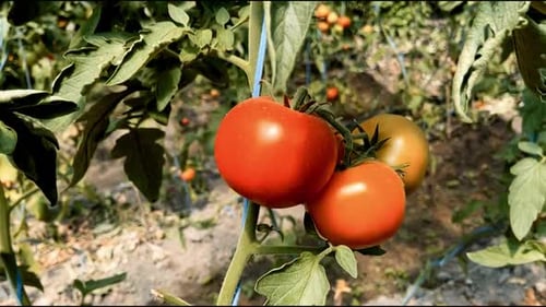 Ripe Red Tomatoes Growing on Vine in Greenhouse