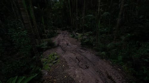 Dark Forest Path with Rich Vegetation in a Remote Area During Twilight