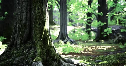 Lush Forest with Vibrant Green Foliage and Towering Trees in Sunlight