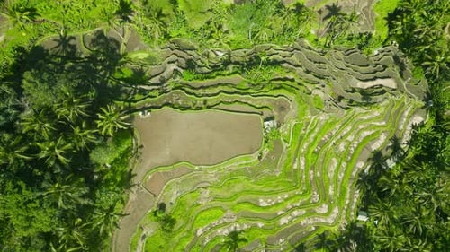 Aerial View of Tegallalang Rice Terraces in Bali Showcasing Lush Greenery and Intricate Patterns