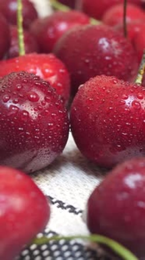 Sweet Ripe Juicy Dark Red Cherries with Water Drops