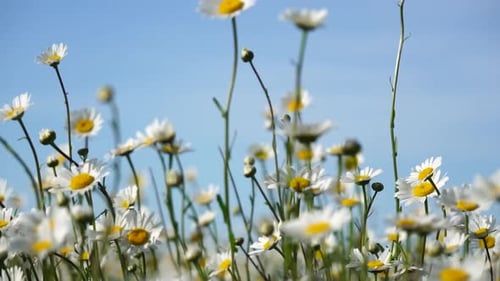 Chamomile White Daisy Flowers in a Field of Green Grass Sway in the Wind at Sunset Chamomile Flowers