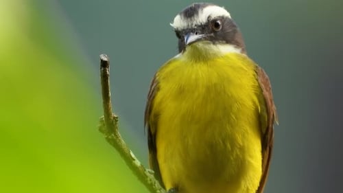 Close-up shot of Frenetic Great Kiskadee moving his head perched on twig, Colombia Wildlife