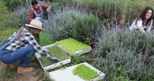 African Farmer Planting Seedlings in Garden