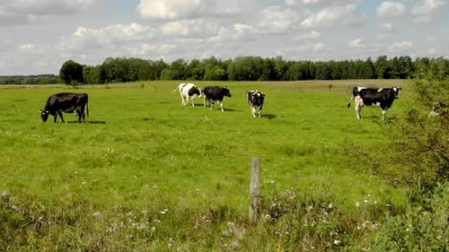 Herd Of Cattle Grazing At The Green Meadow In The Countryside. wide shot