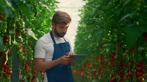 Agronomist inspecting tomato growth levels on farm using tablet technology