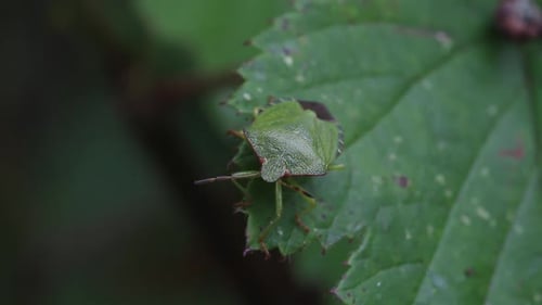 An adult Green Shieldbug on a Bramble leaf in late Summer. British Isles.