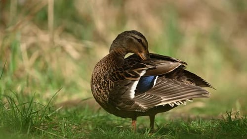 Female Mallard Duck Preening Feathers on Grassy Bank