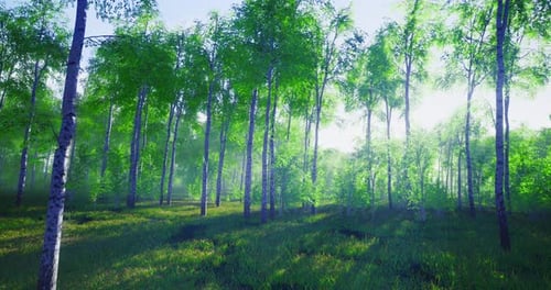 Lush Green Forest Landscape with Sunlight Filtering Through Trees