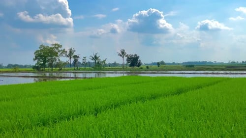 green and fresh rice plants in the rice fields