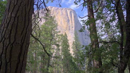 Formación de granito El Capitán enmarcada por árboles en Yosemite