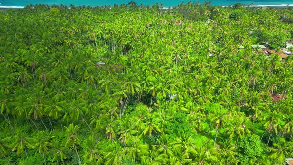 Aerial View of Palm Trees with Sea in Candidasa Bali Indonesia, Nature ...