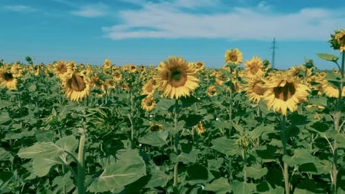 A Large Field Of Bright Sunflower